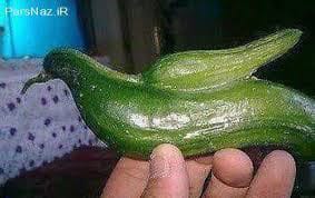 Gurke