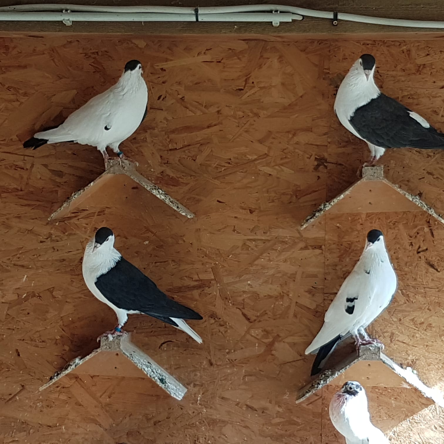 Afganische Einseiter