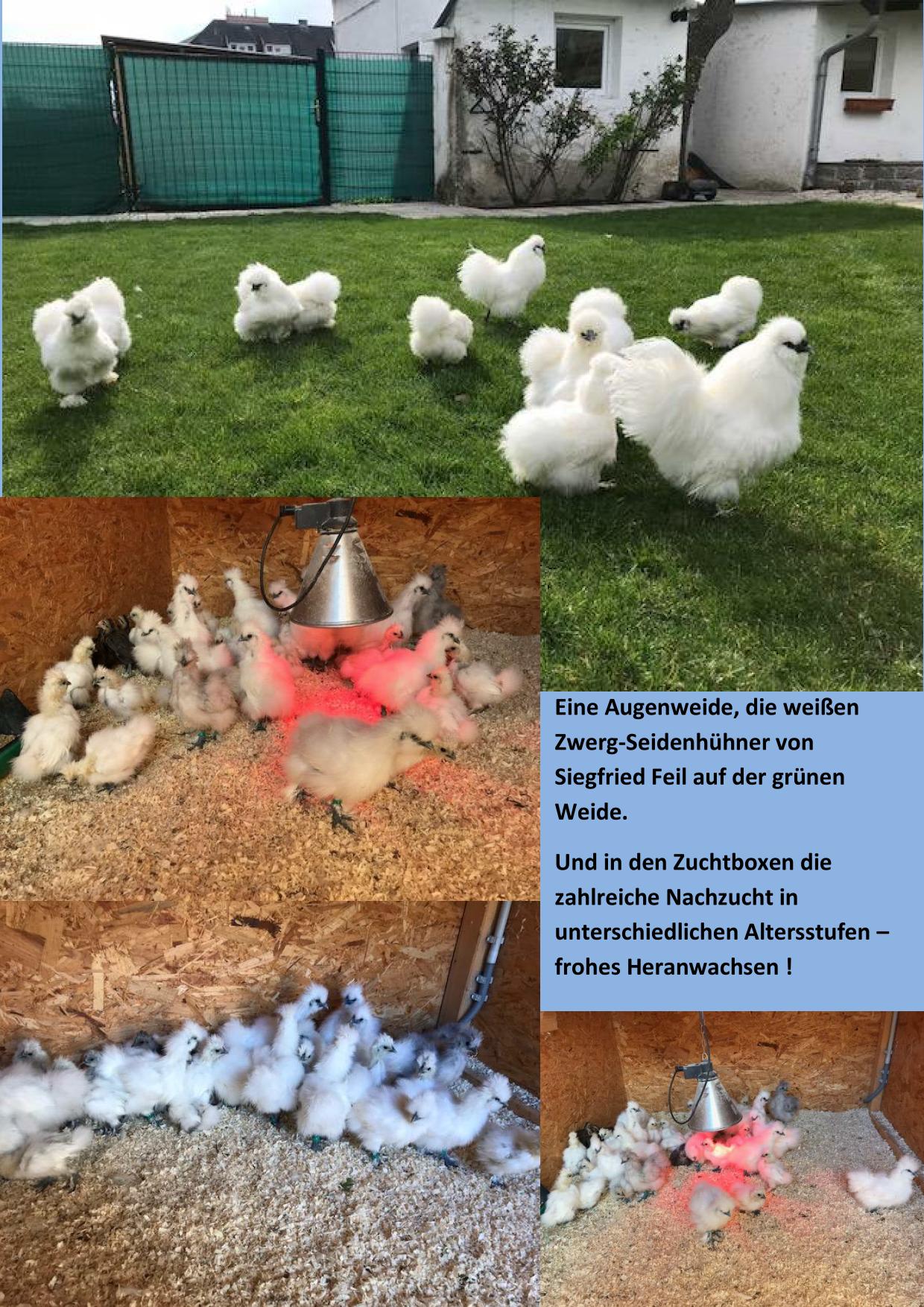 Feil Augenweide 01