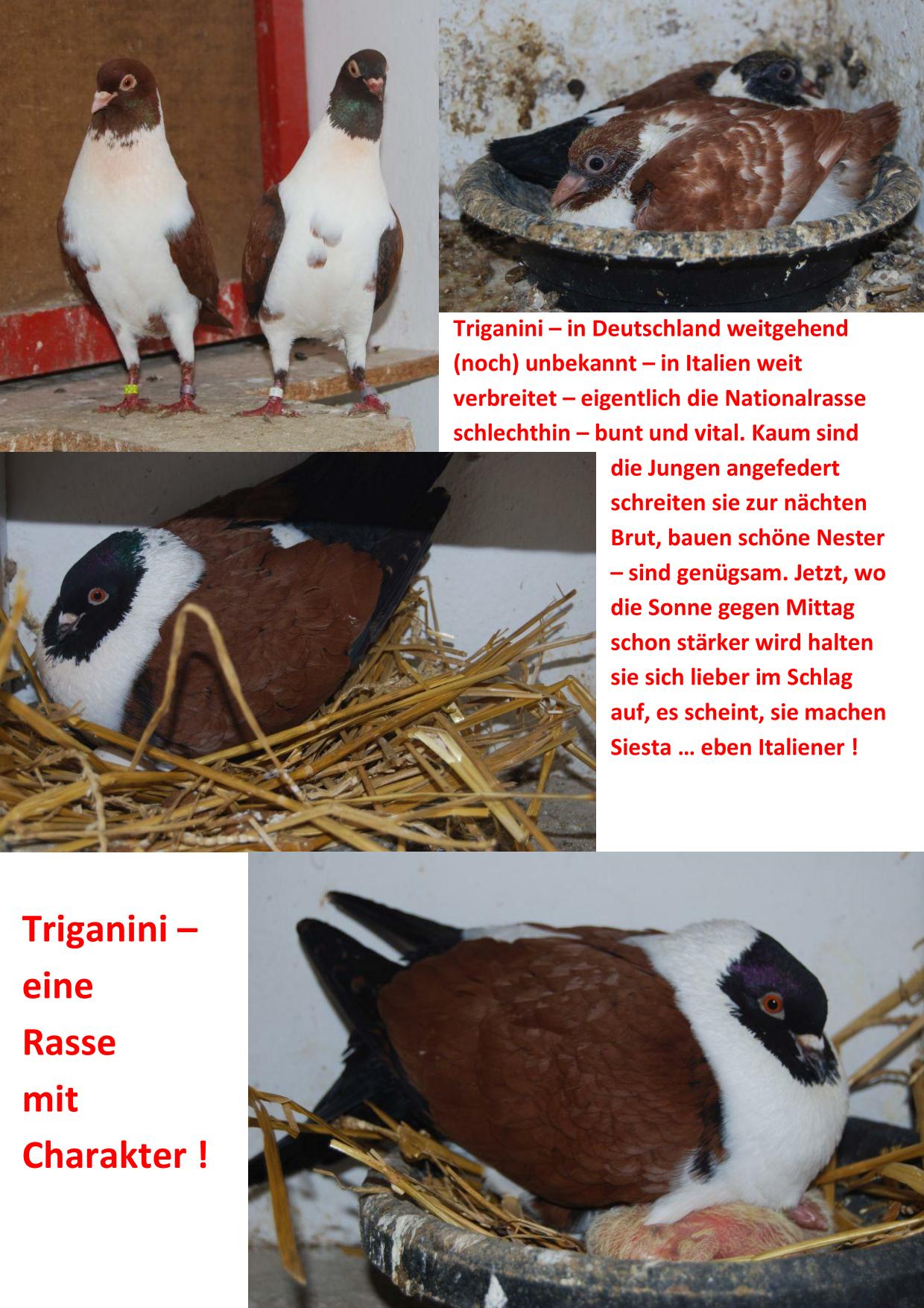 Hiergeist Trig 01