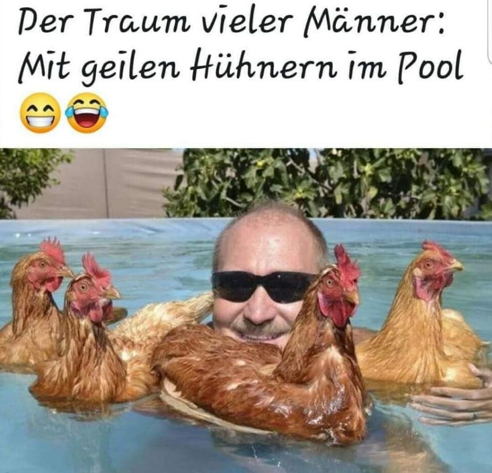 Hühner im Pool