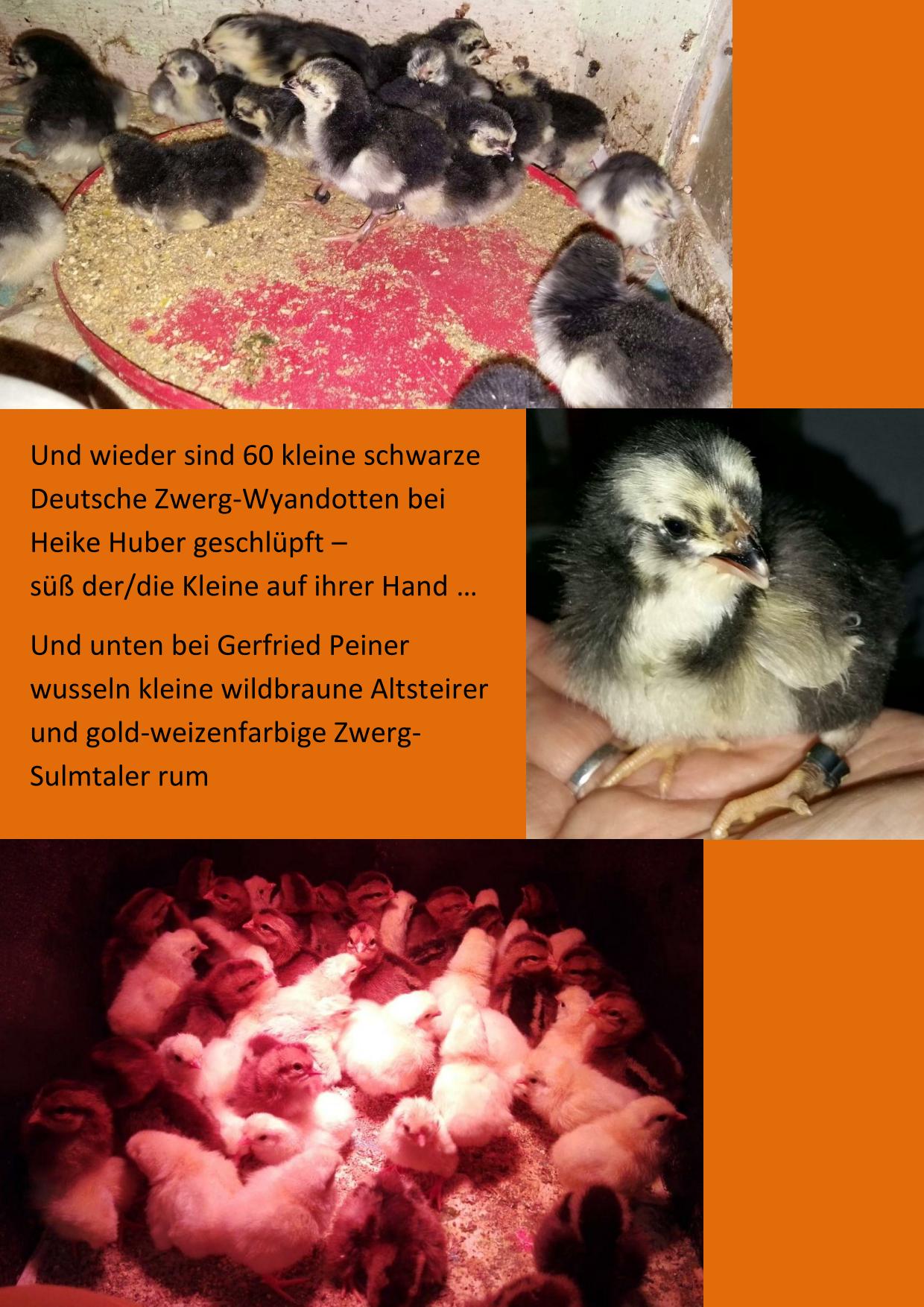 Nachwuchs 01
