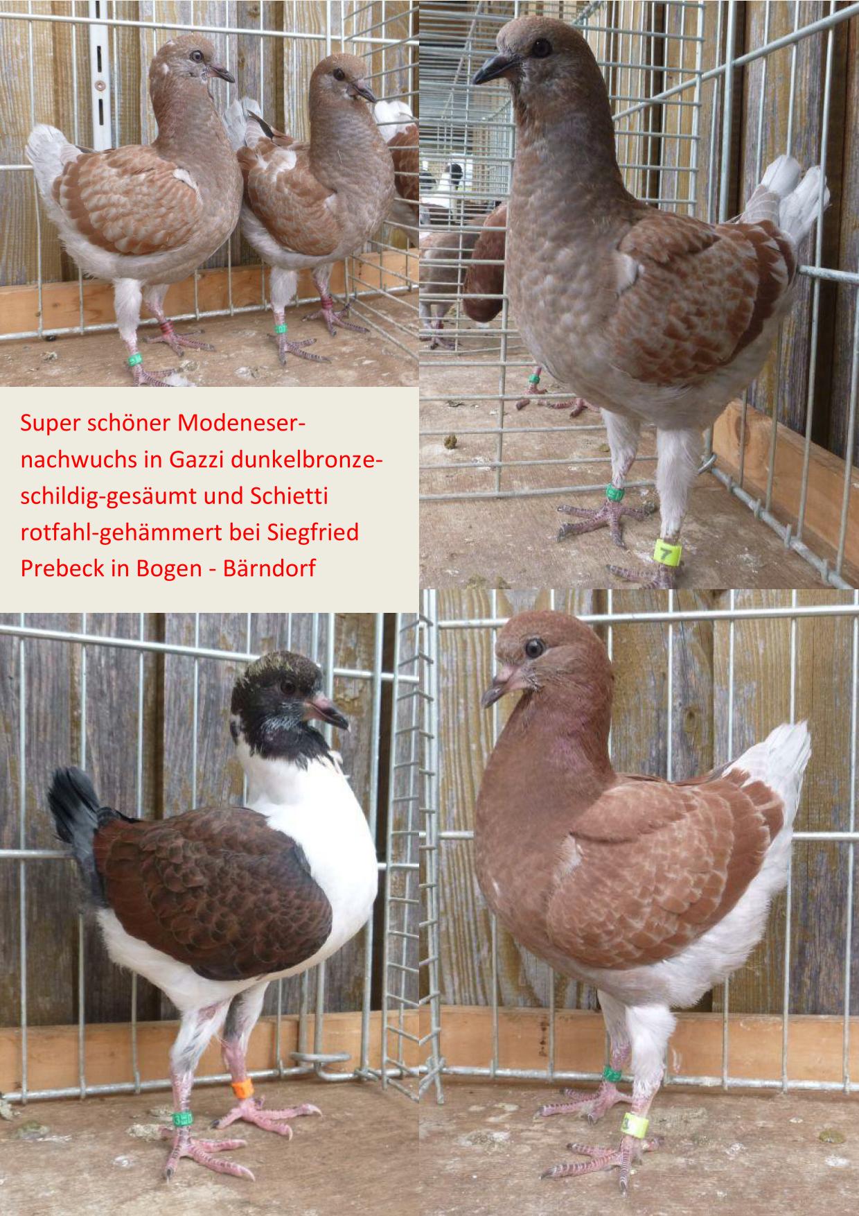 Prebeck