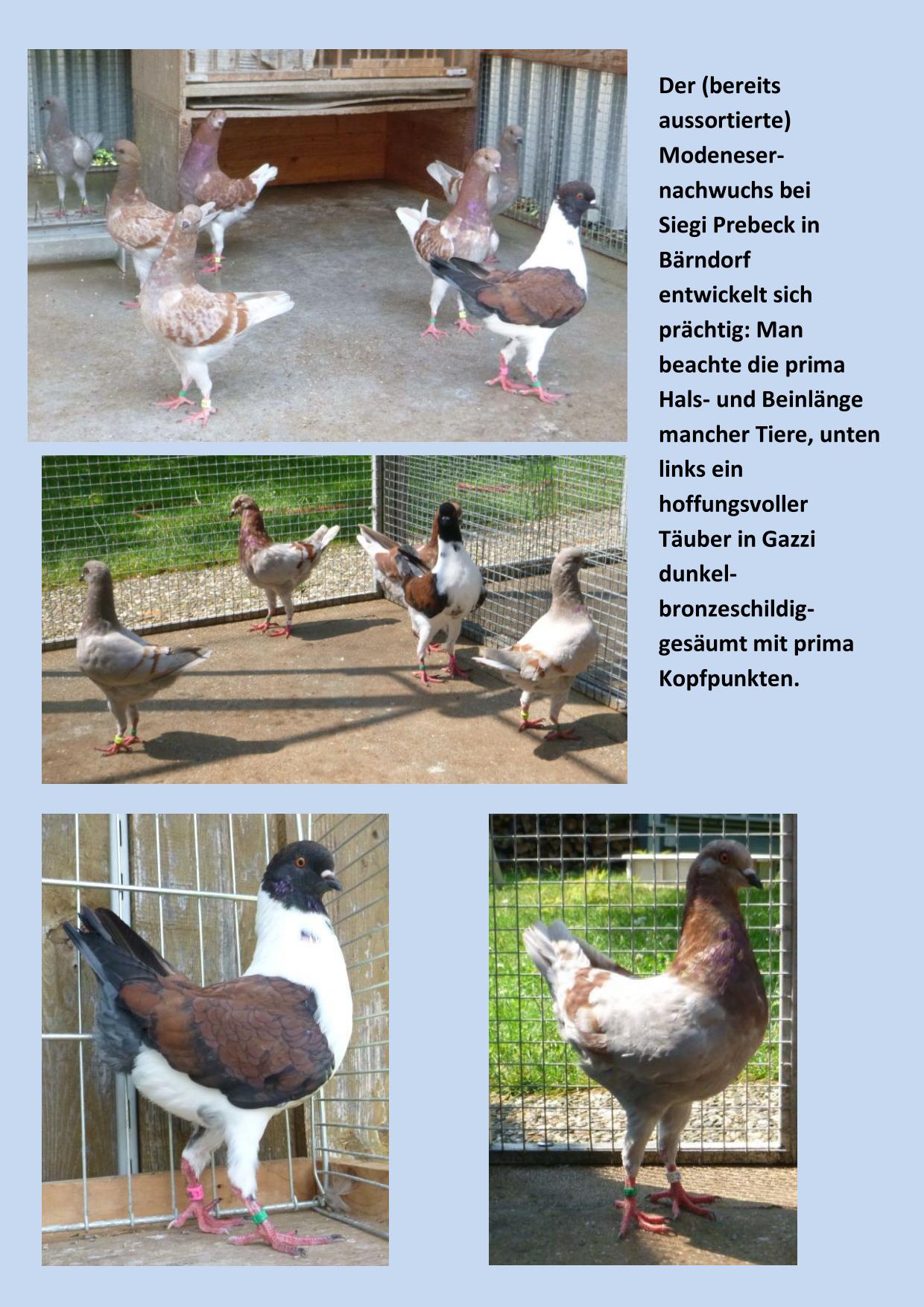 Prebeck 01