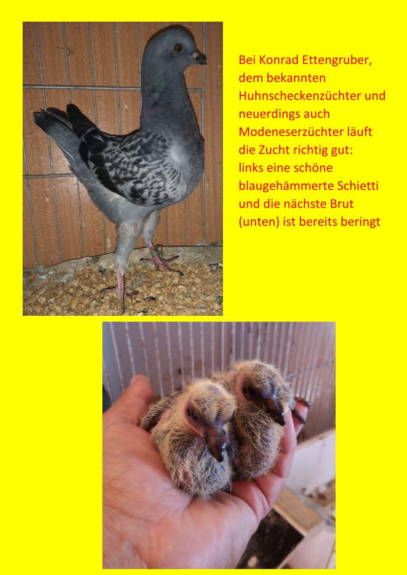 Ettengruber Mai 01