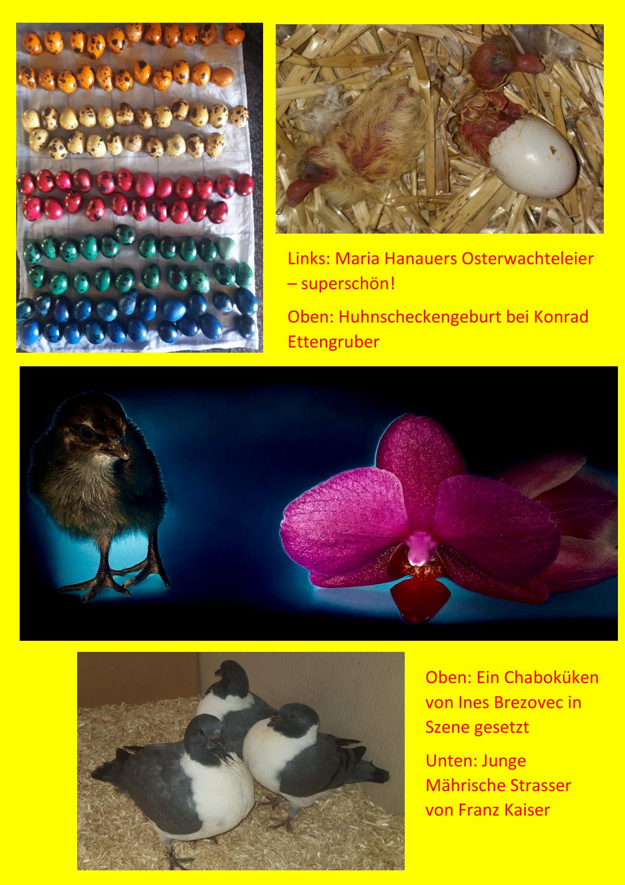 04 Ostergrüße2 01