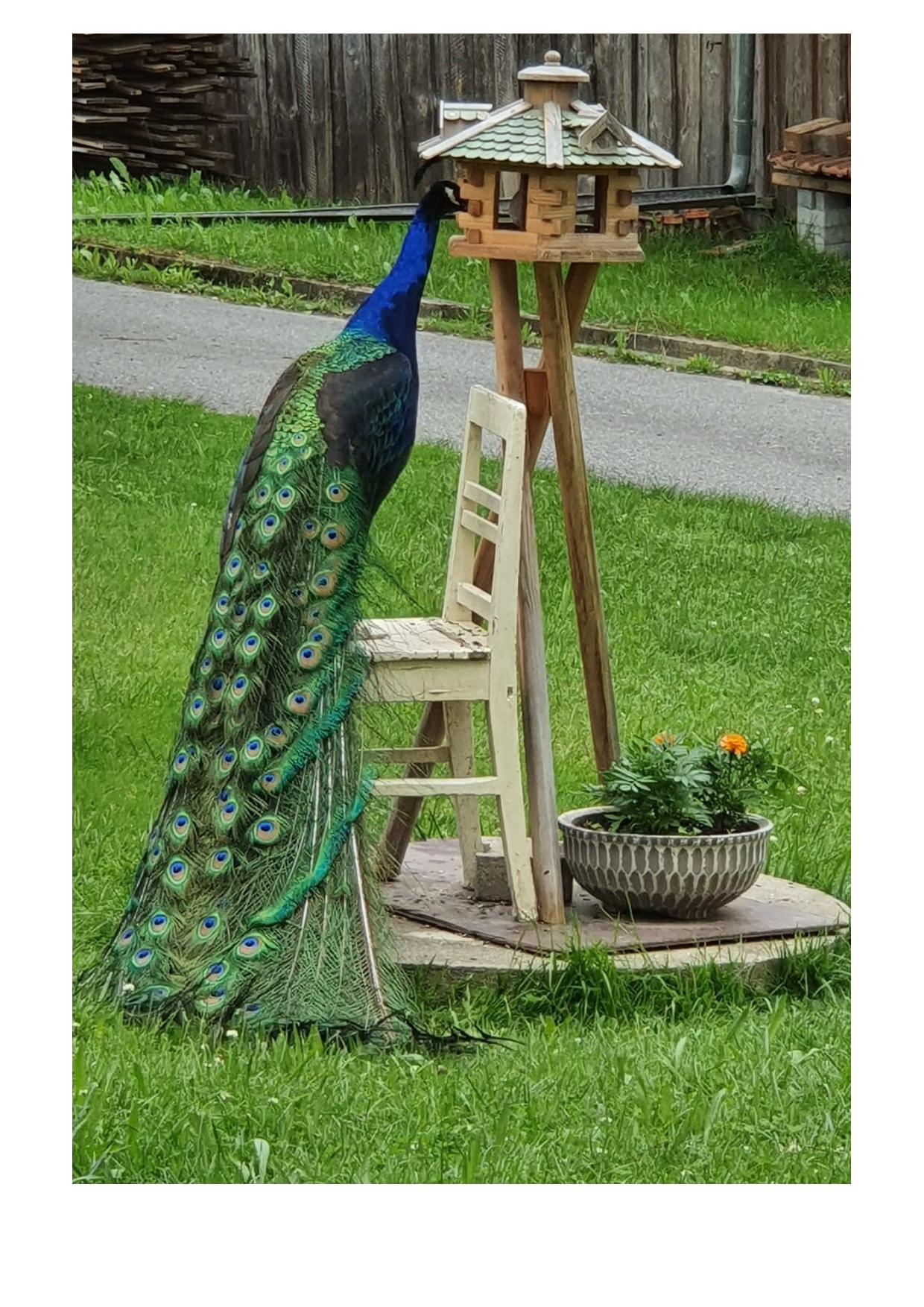 05 Pfau 01