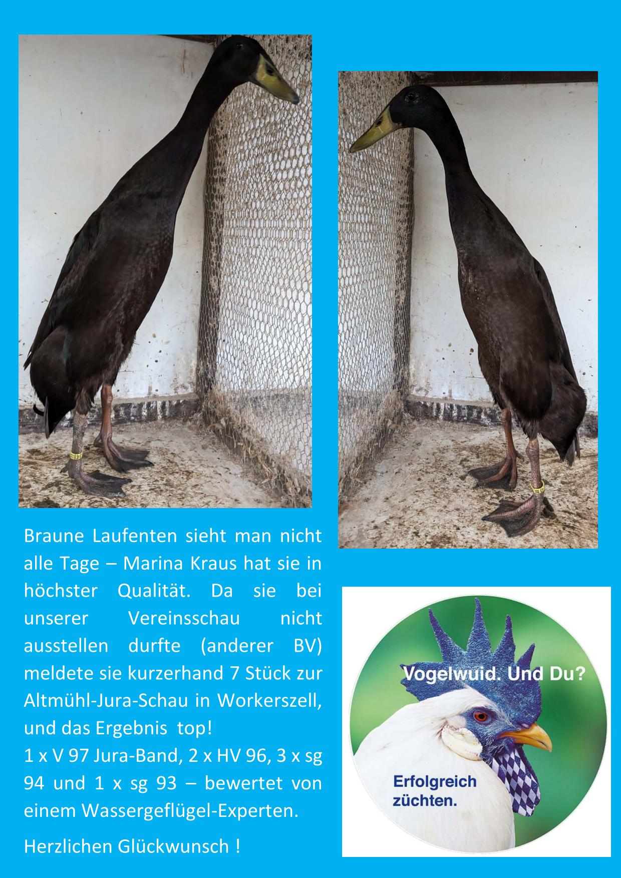 11 Laufenten Kraus 01