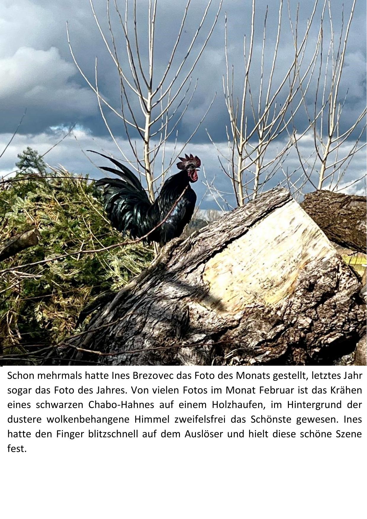 2 Chabohahn 01