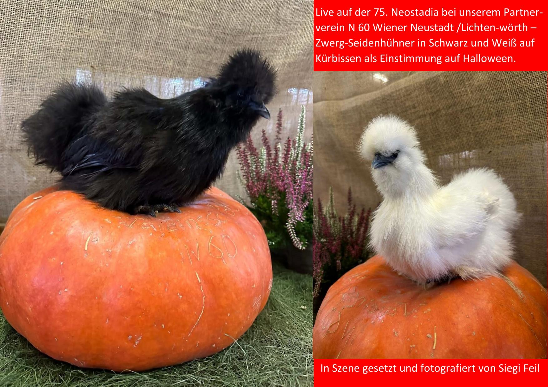 10 Halloween Seidis 01