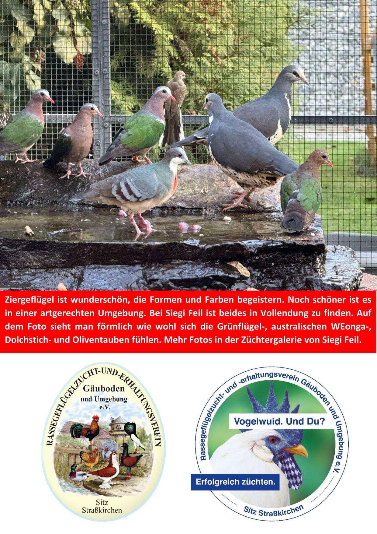 11 Ziergeflügel bei Feil Siegi 01