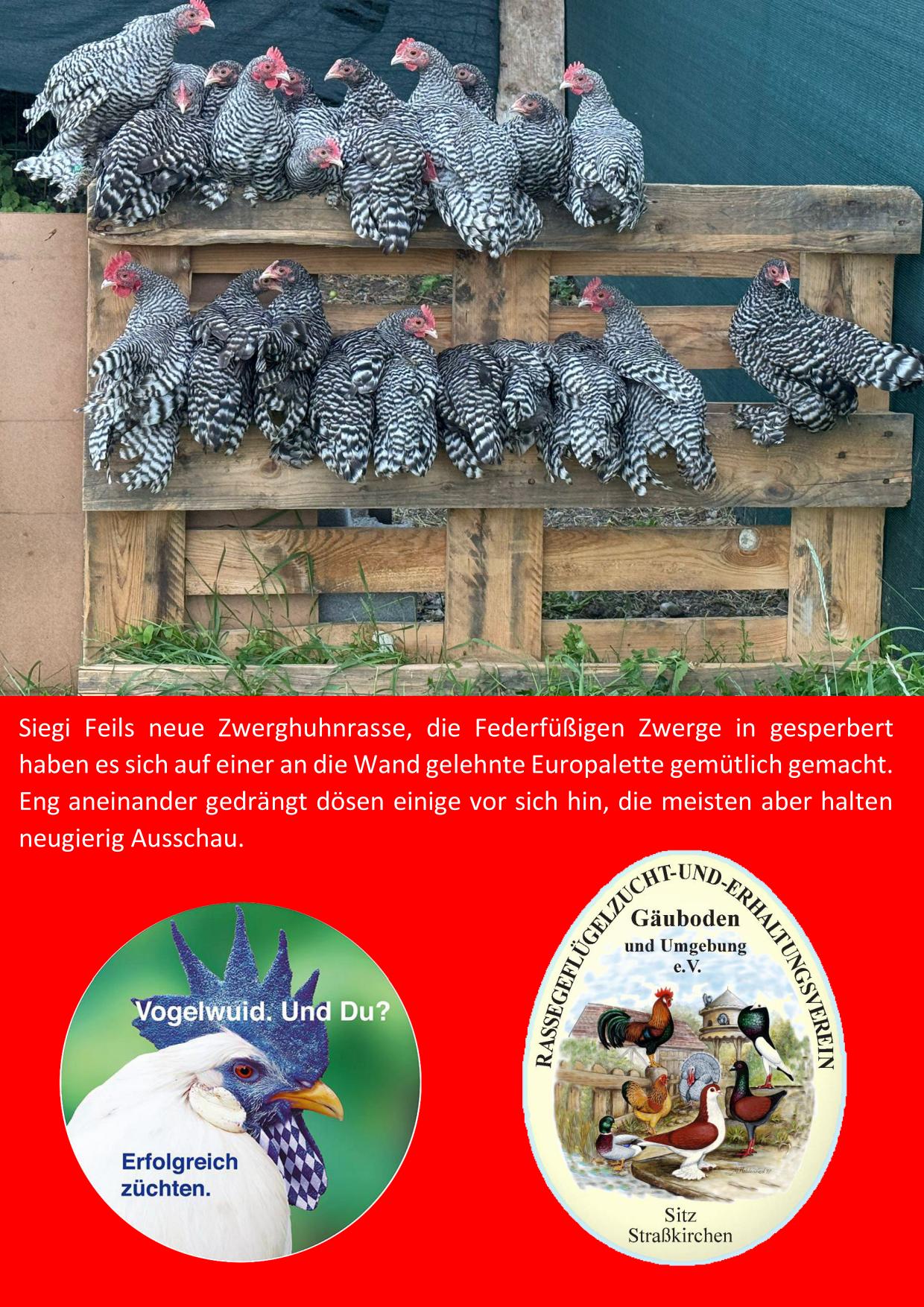 6 Palettenhühner 01