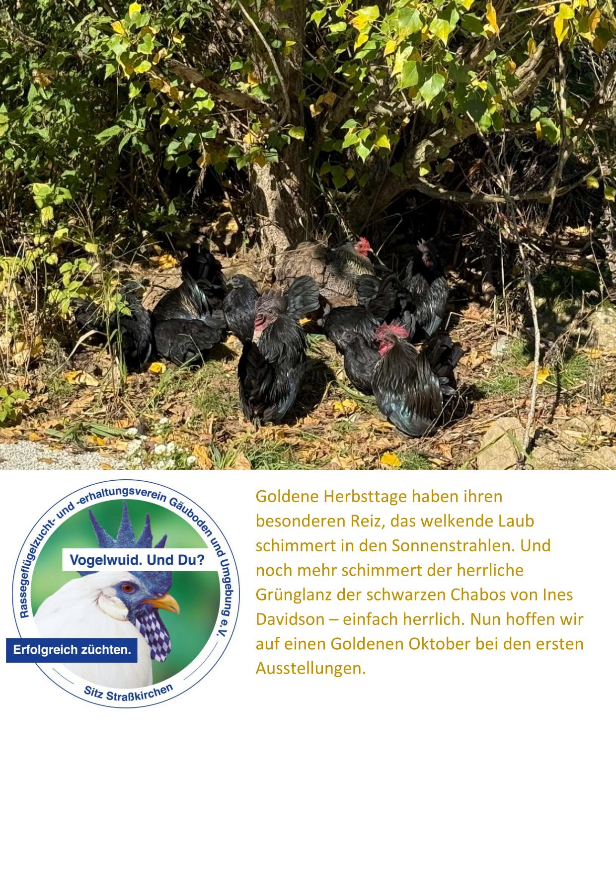 9 Goldener Herbst 01