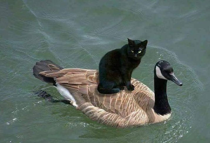 Gans Katze