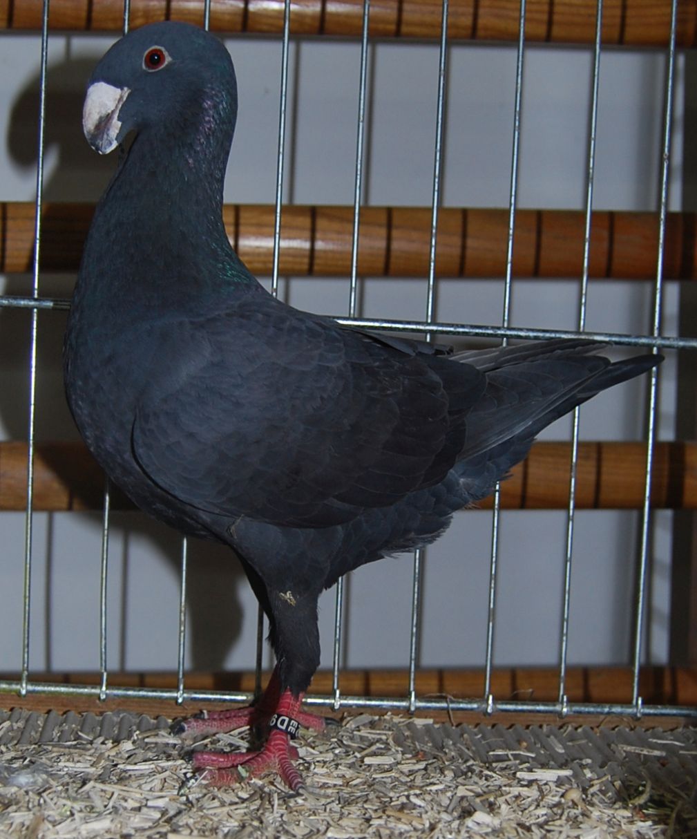 Champion Schautaube