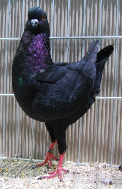Hanauer einzel
