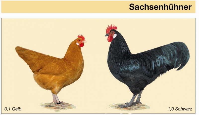 Sachsenhuhn