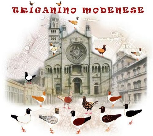 triganino modenese