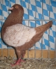 Stämme + Einzel