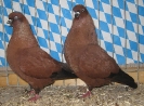 Stämme + Einzel