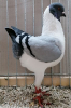 PR_Tiere_74