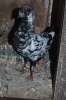 Austria_65