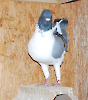 Austria_223