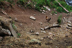 Austria_264