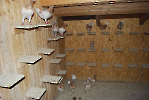 Austria_35
