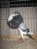Kropftaubenparade_22
