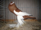 Kropftaubenparade_51