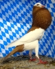Huhntaubenparade_70