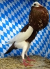 Huhntaubenparade_71