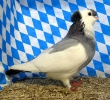Huhntaubenparade_73