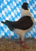 Huhntaubenparade_78