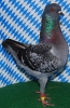 Unsere V-Tiere