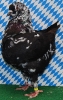 Unsere V-Tiere