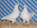 Tiere Bezirksschau