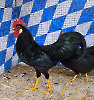 VS23 Tiere_13