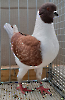 VS23 Tiere_29