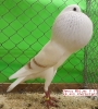 Tiere_16