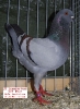 Tiere_51