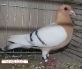 Tiere_60