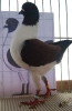 Tiere_127
