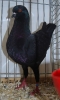 Tiere_54