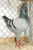 Tiere_68