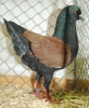 Tiere_70