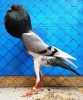 Tiere_79