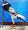 Tiere_80