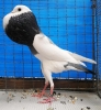 Tiere_81